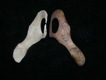 Media type: image;   Mammalogy BOM-466